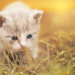 Gewusst wie: Einen Rettungs- oder Tierheimhund sicher nach Hause bringen Gewusst wie: Einen Rettungs- oder Tierheimhund sicher nach Hause bringen