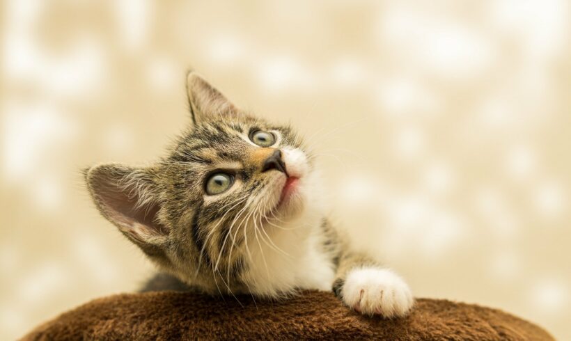 Bereit für die Adoption in diesem Monat